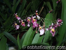 Oncidium Variety